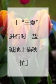“三夏”进行时｜盐碱地上插秧忙