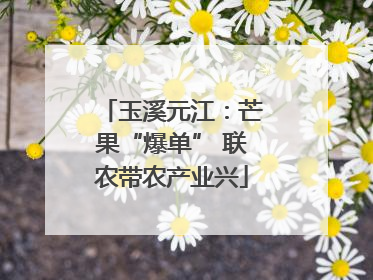玉溪元江：芒果“爆单” 联农带农产业兴