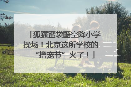 狐獴蜜袋鼯空降小学操场！北京这所学校的“撸宠节”火了！