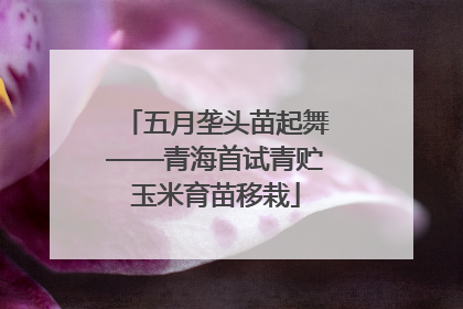 五月垄头苗起舞——青海首试青贮玉米育苗移栽
