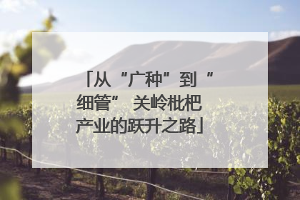 从“广种”到“细管” 关岭枇杷产业的跃升之路