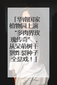 华南国家植物园上演“多肉界玫瑰传奇”，从呆萌树干到炸裂种子全是戏！