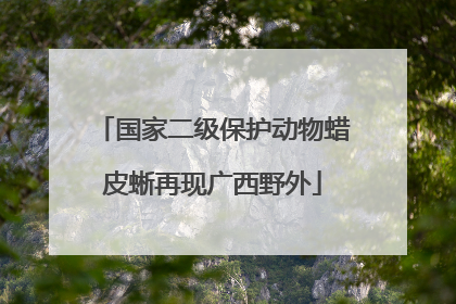 国家二级保护动物蜡皮蜥再现广西野外