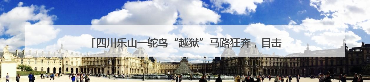 四川乐山一鸵鸟“越狱”马路狂奔，目击者：时速超40码，还对我“笑”了下