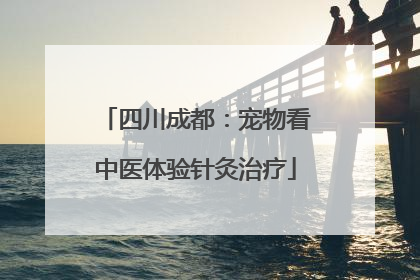 四川成都：宠物看中医体验针灸治疗
