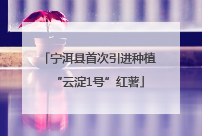 宁洱县首次引进种植“云淀1号”红薯
