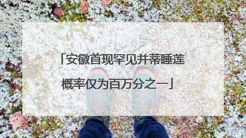 安徽首现罕见并蒂睡莲 概率仅为百万分之一