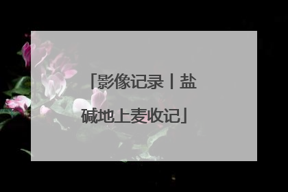 影像记录丨盐碱地上麦收记