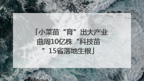 小菜苗“育”出大产业 曲周10亿株“科技苗”15省落地生根