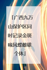 广西九万山保护区同时记录金斑喙凤蝶雌雄个体