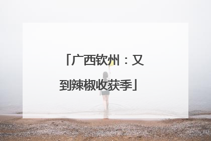 广西钦州：又到辣椒收获季