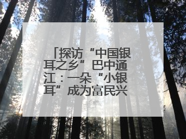 探访“中国银耳之乡”巴中通江：一朵“小银耳”成为富民兴县“大产业”