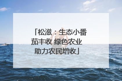 松滋：生态小番茄丰收 绿色农业助力农民增收