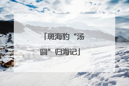 斑海豹“汤圆”归海记