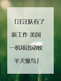 汪汪队有了新工作 美国一机场出动牧羊犬驱鸟