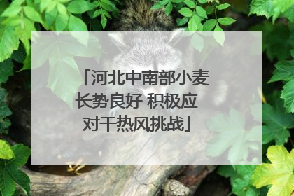河北中南部小麦长势良好 积极应对干热风挑战