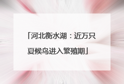河北衡水湖：近万只夏候鸟进入繁殖期