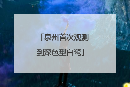 泉州首次观测到深色型白鹭