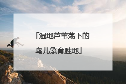湿地芦苇荡下的鸟儿繁育胜地