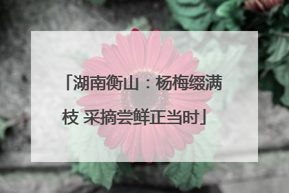 湖南衡山：杨梅缀满枝 采摘尝鲜正当时