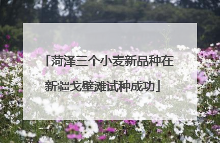 菏泽三个小麦新品种在新疆戈壁滩试种成功
