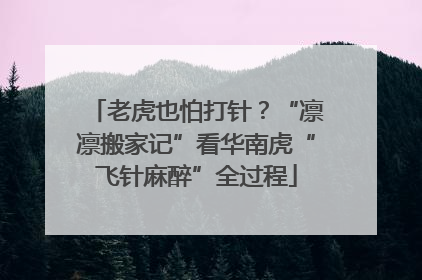 老虎也怕打针？“凛凛搬家记”看华南虎“飞针麻醉”全过程