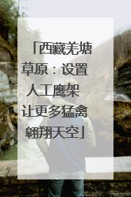 西藏羌塘草原：设置人工鹰架 让更多猛禽翱翔天空