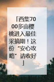 西集7000多亩樱桃进入最佳采摘期！这份“安心攻略”请收好