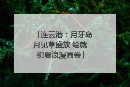 连云港：月牙岛月见草盛放 绘就初夏浪漫画卷
