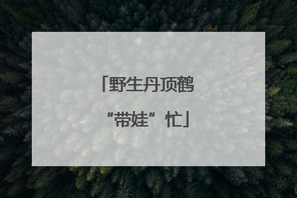 野生丹顶鹤“带娃”忙
