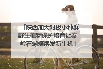 陕西加大对极小种群野生植物保护培育让秦岭石蝴蝶焕发新生机