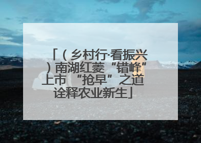 （乡村行·看振兴）南湖红菱“错峰”上市 “抢早”之道诠释农业新生